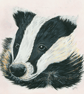 Painted Badger (12"x10") Limited Edition Print - 1 of 20