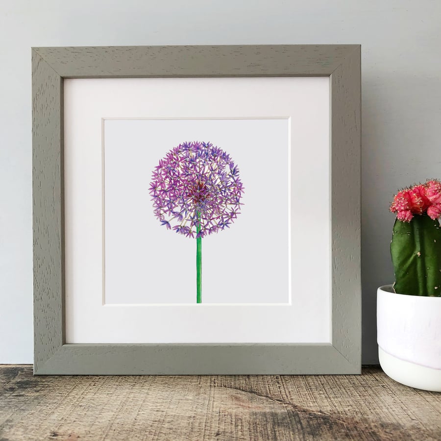 'Allium' Framed Print