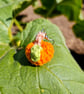 Pumpkin earrings, Autumn earrings, Halloween jewellery, Orange jewellery  - Image 8