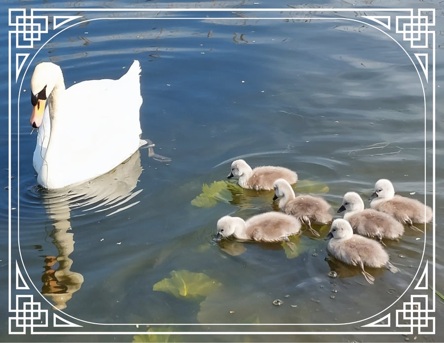 Mum & Babies Swans Greeting Card A5