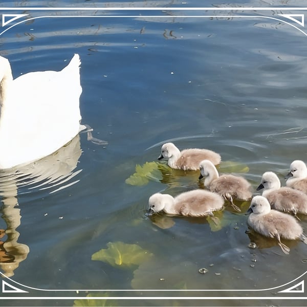 Mum & Babies Swans Greeting Card A5