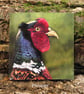 Ring Necked Pheasant - Greetings Card