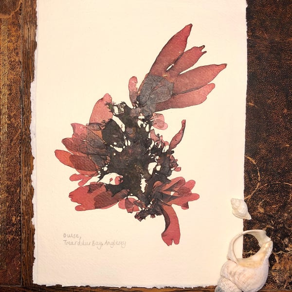 Pressed Seaweed - Dulse, A4