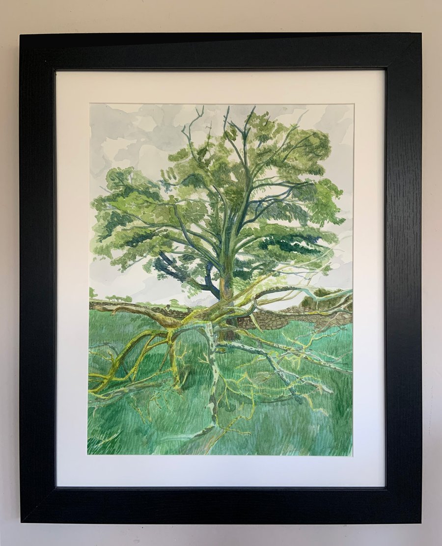Carrock Fell Oak Tree - Original Watercolour