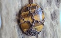 Tiger's Eye Jewellery