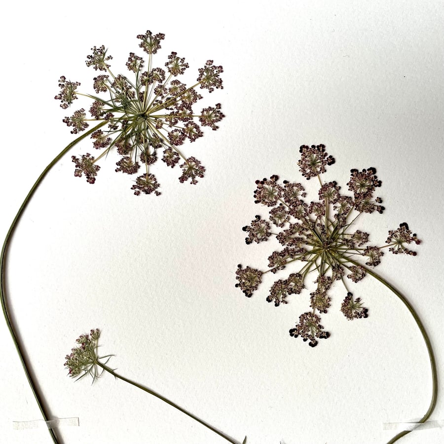 Wild Carrot Real Pressed Flower Herbarium Art 