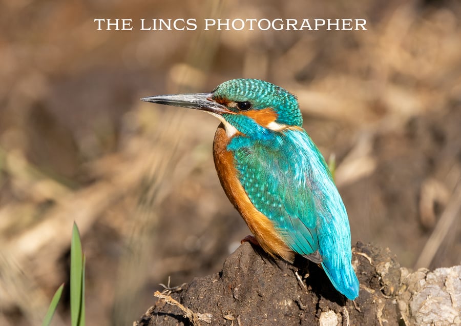 Kingfisher print (Limited edition of 10)