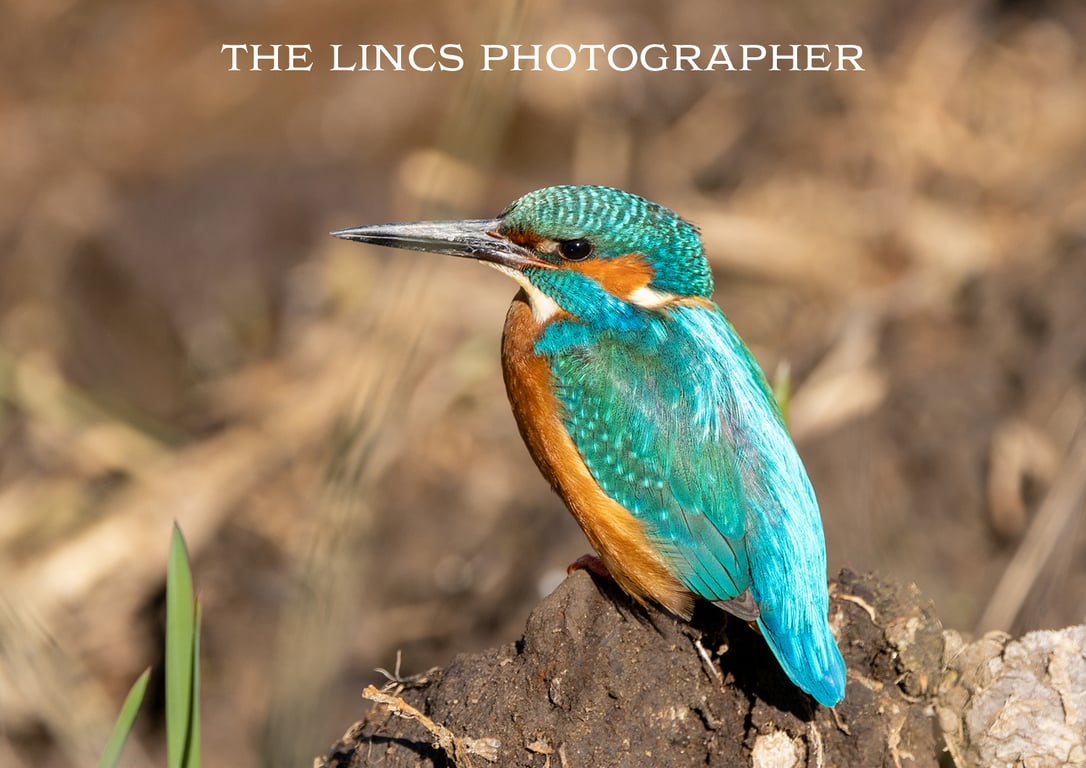 Kingfisher print (Limited edition of 10)