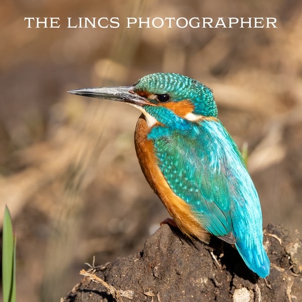 Kingfisher print (Limited edition of 10)