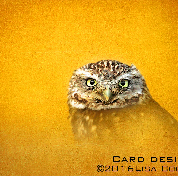 Exclusive Golden Owl Greetings Card