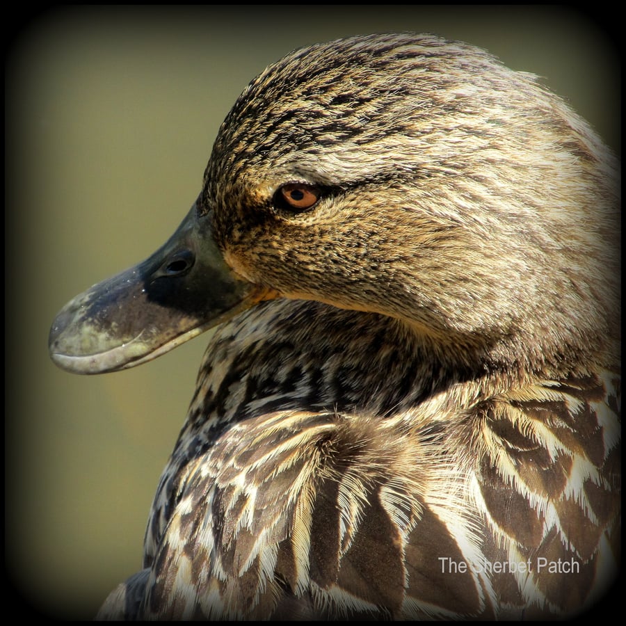 Snoozing,  Blank greetings card.  