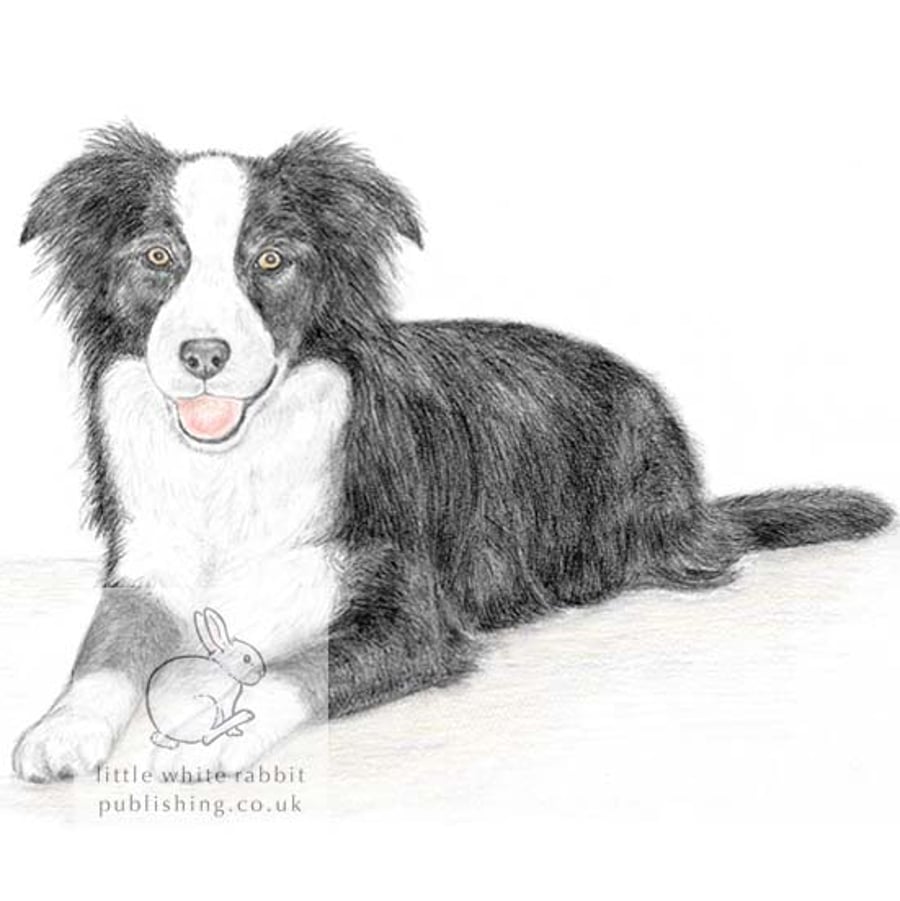 Ivy the Border Collie -  Blank Card