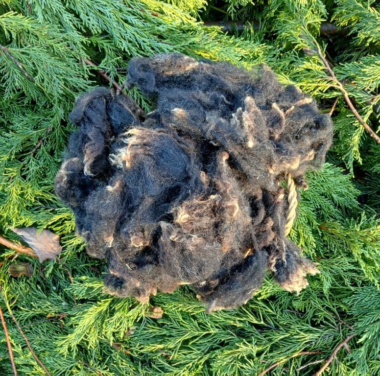 Dutch Spotted Sheep Fleece 50g 