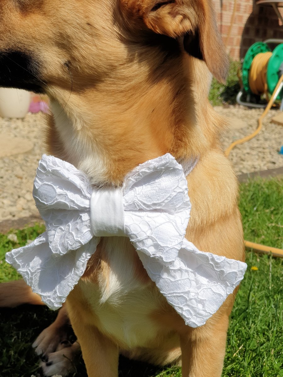 Dog Fancy Bow Tie