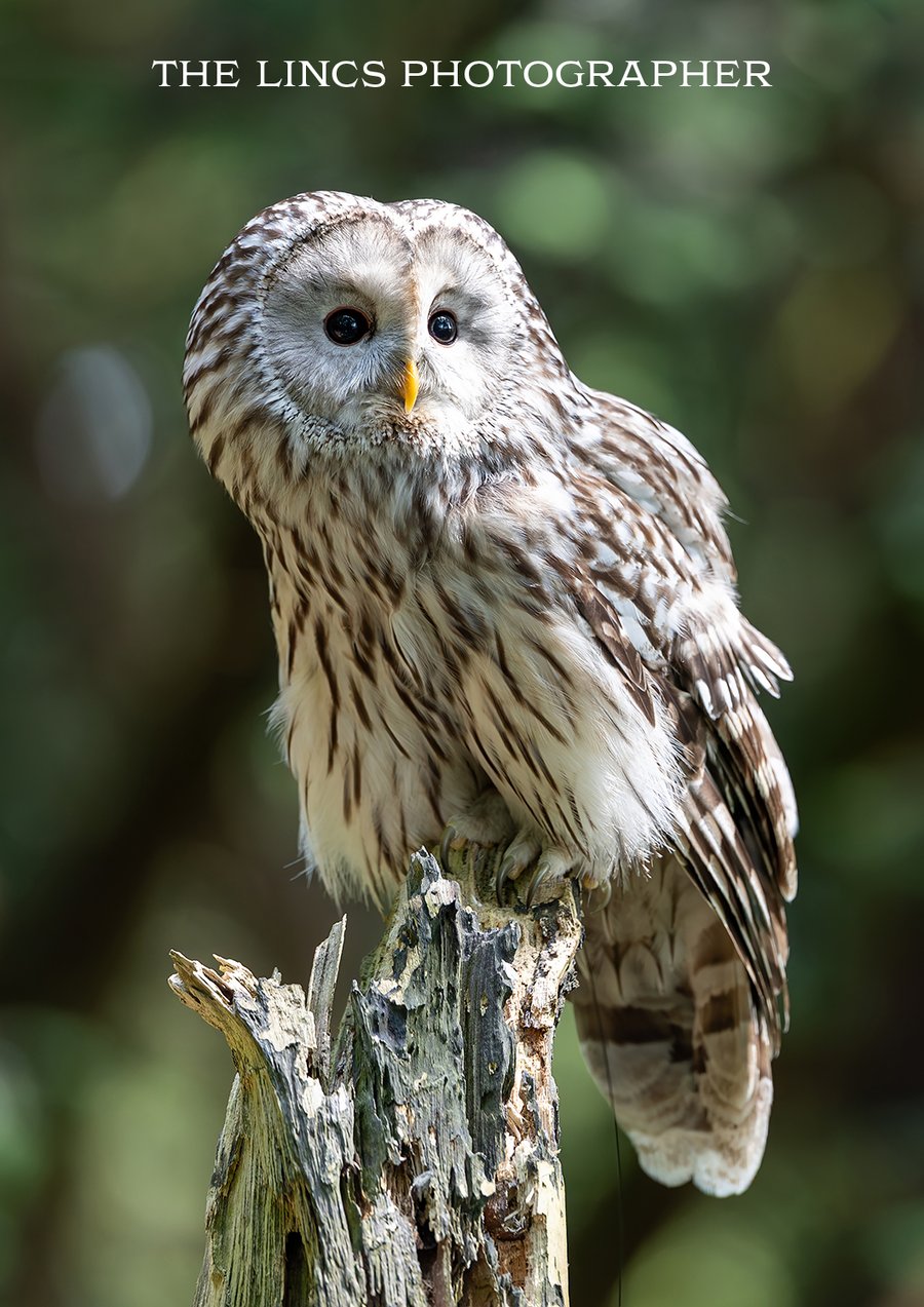 Ural Owl print (Limited edition of 10)