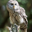Ural Owl print (Limited edition of 10)
