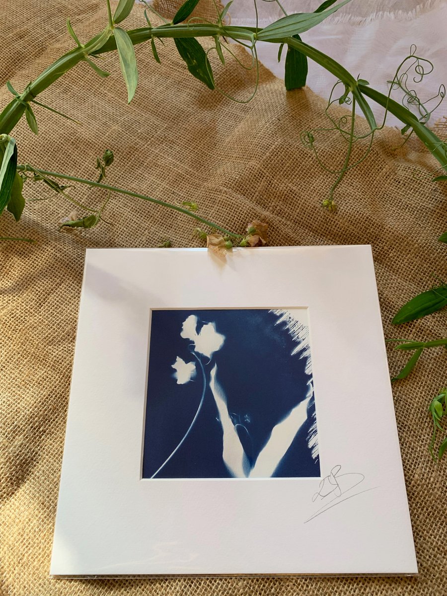 Sweet Pea Cyanotype Mount