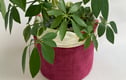 House plant corner 