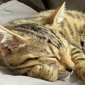 The Little Bengal Co