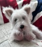 White as snow West Highland Puppy