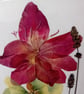 Rare Gladioli. Handmade Pressed Flower picture. A5 size 8x3inx 5.8in - Image 2