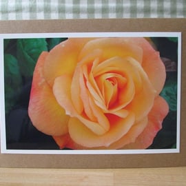 Peach Rose Photo Greetings Card