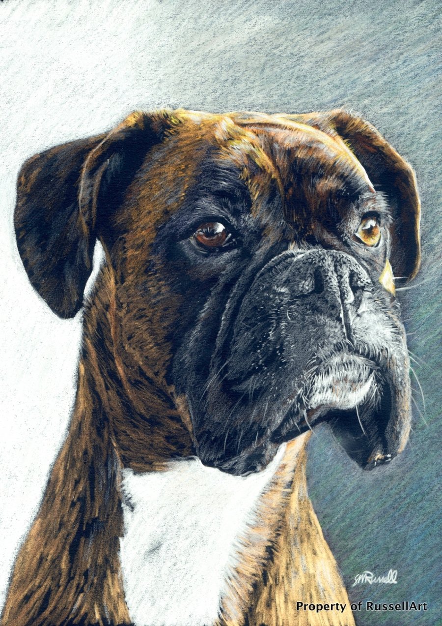 The Portrait -Boxer Dog A4 Size COLOUR PENCIL Art Print by Russellart