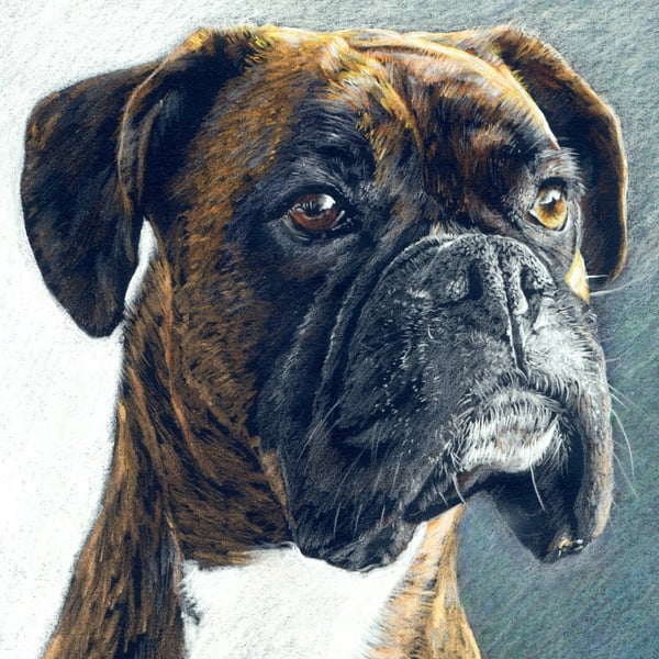 The Portrait -Boxer Dog A4 Size COLOUR PENCIL Art Print by Russellart