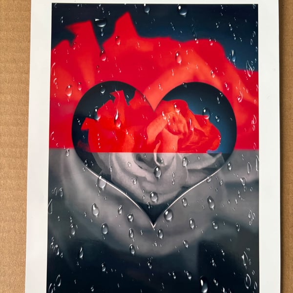 8x6 inch Photo Print of Raindrop Rose Design