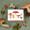 Mixed Mushrooms Greetings card