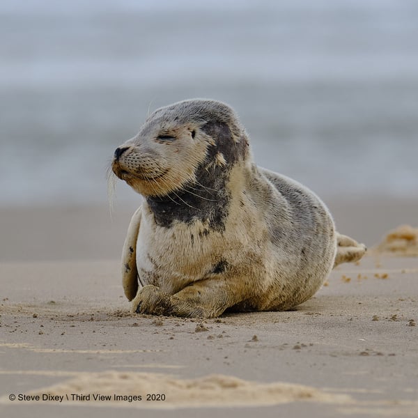 The Smug Seal
