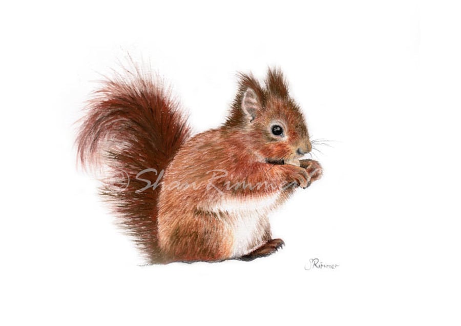 Limited edition Wildlife Print from original pastel drawing- red squirrel