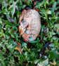 Nature Guardian Wall Art - Image 4