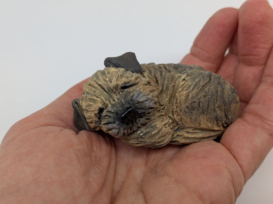 Mini curled Border Terrier 3