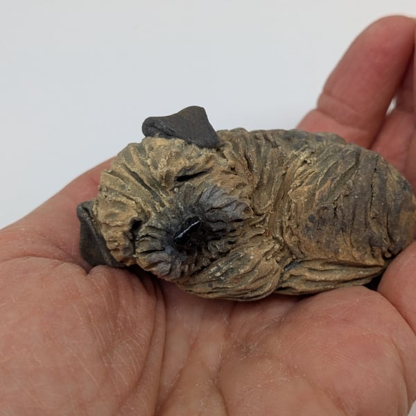 Mini curled Border Terrier 3