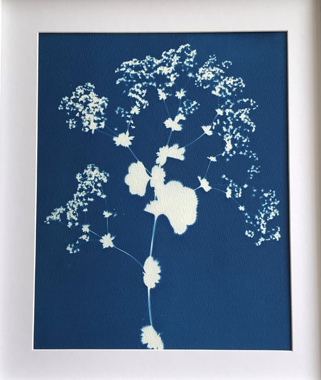 Botanical Cyanotype Art, Original Art, art for gift, gift for plant lover.