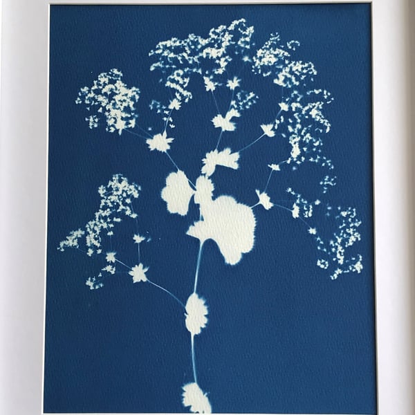 Botanical Cyanotype Art, Claramay - Alchemilla Mollis shows off her Mantle.