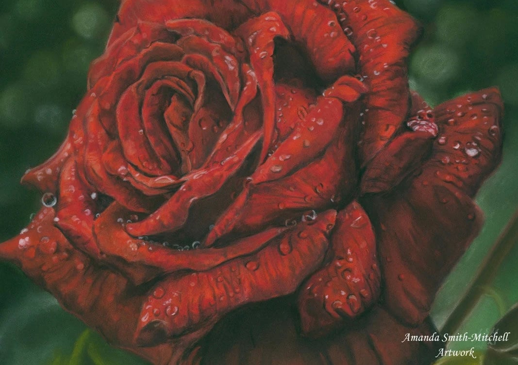 Red Rose, an original pastel Pencil artwork