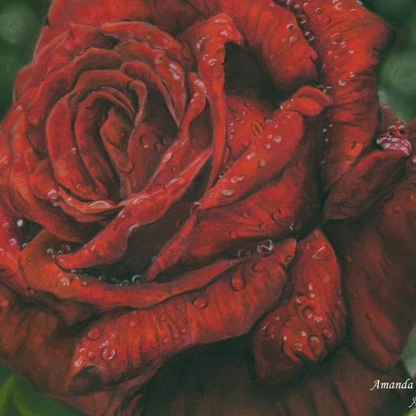 Red Rose, an original pastel Pencil artwork
