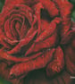 Red Rose, an original pastel Pencil artwork