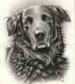 Custom Pencil Pet Portrait 6x8 in - Image 3