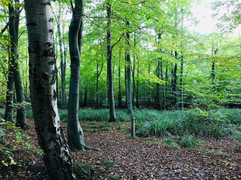 Fiona Haygreen Artist