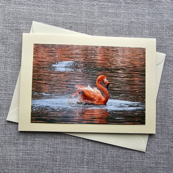 Flamingo Large Photographic Card 7" x 5" (18cm x 13cm) Blank