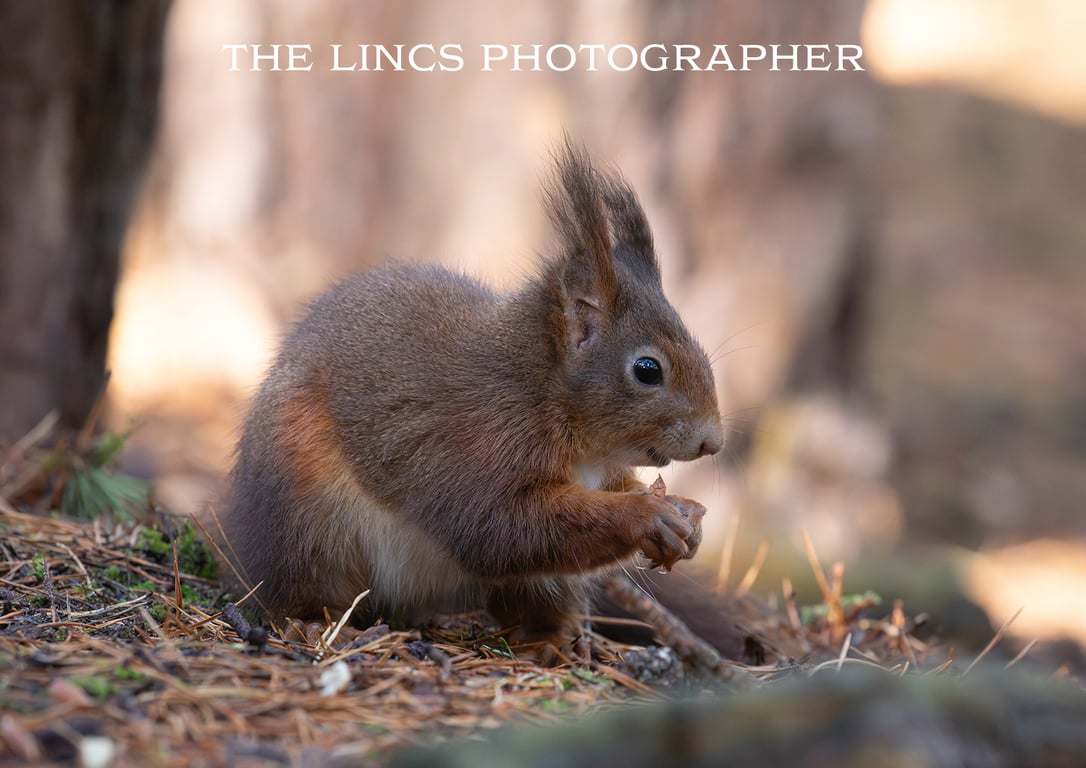 Red Squirrel print (Limited edition of 10)