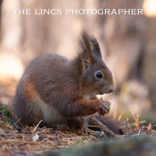 Red Squirrel print (Limited edition of 10)