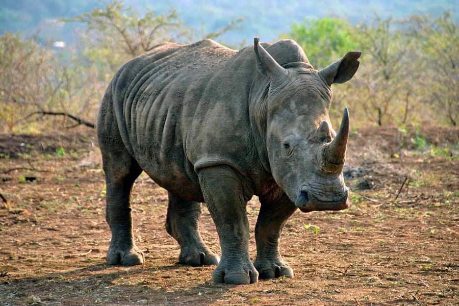 White Rhinoceros Zulu Nyala Game Reserve South Africa Photograph Print