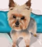 Pet portraits to order - Image 2
