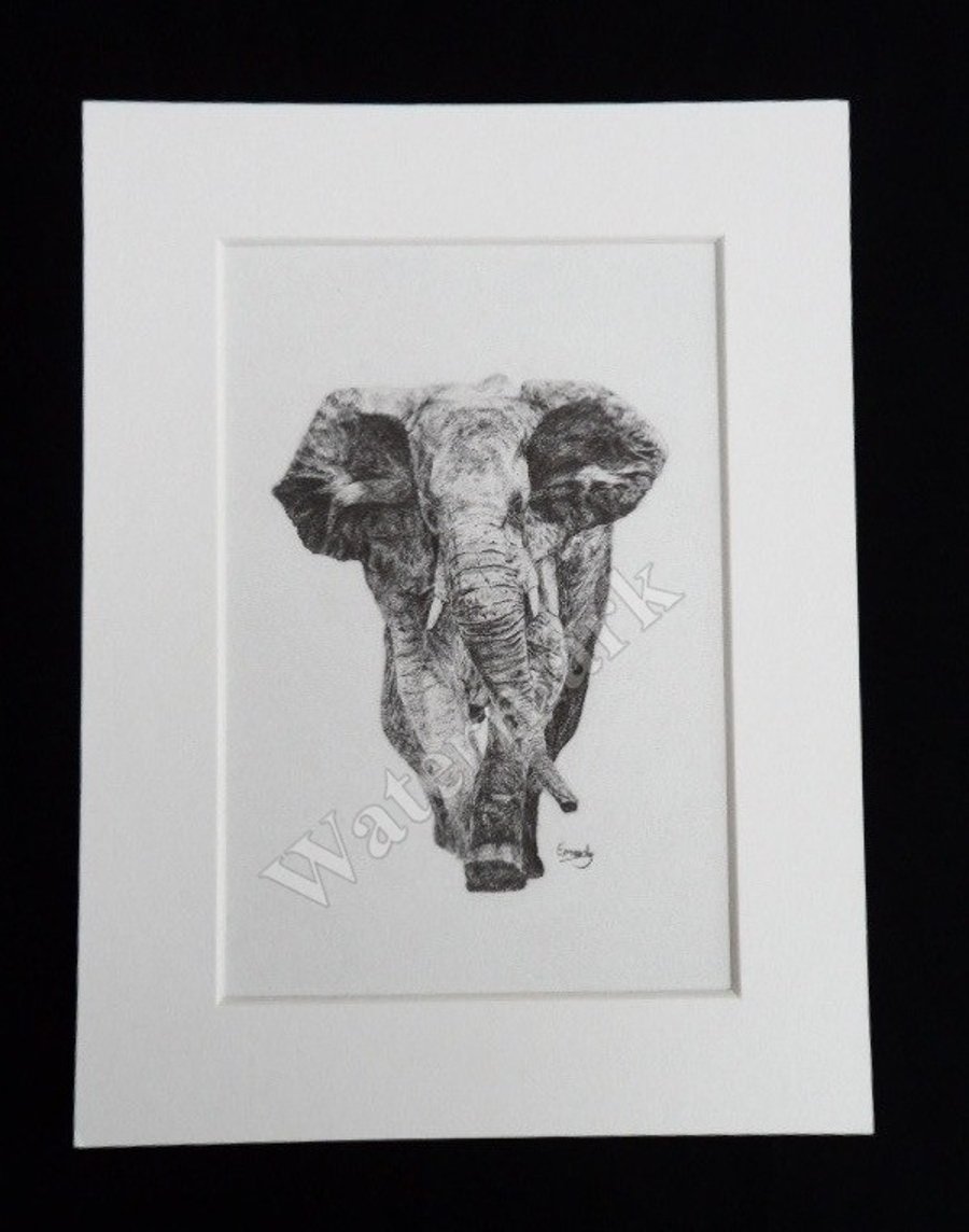 Elephant pencil drawing print