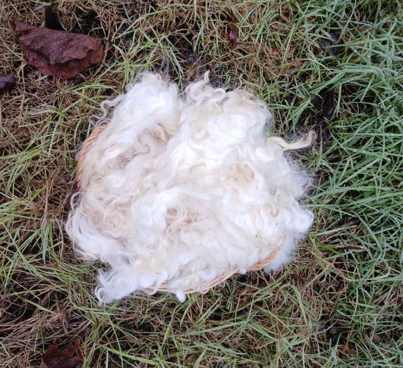 Black Nose Valais sheep fleece 50g