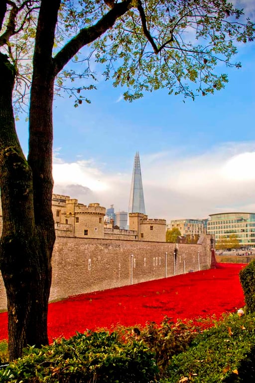 Tower Of London Poppies Red Poppy England Photograph Print